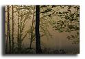 17-l aube-en-foret-la-difference-de-temperature-occasionne-cette-brume266
